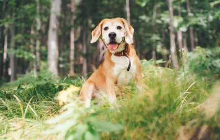 Cute beagle purebred dog portrait sitting on the forest glade.の写真素材