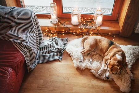 beagle dog slipping on sheepskin on the floor in cozy home atmosphere with candles on the windowsill. Peaceful moments of cozy home concept image.の写真素材