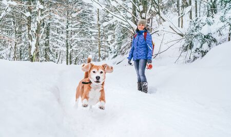 Active beagle dog running in deep snow. Its female owner looking and smilingの写真素材