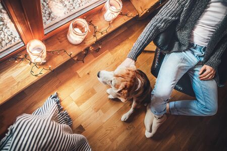 Man sitting in chair near big window in cozy country home and stroking his beagle dog watching in wide window.の写真素材