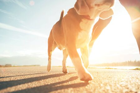Running dog paws and man legs close up image on sunny dayの写真素材