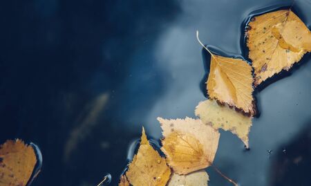Puddle surface background with fallen yellow leaves on water.の写真素材