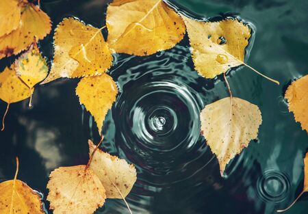 Big drop falling on puddle leaving a radial circles on surface with fallen yellow leaves on water.の写真素材