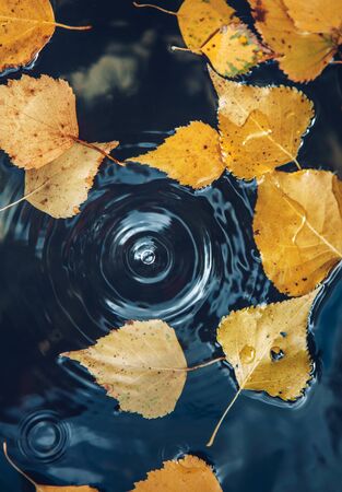 Big drop falling on puddle leaving a radial circles on surface with fallen yellow leaves on water.の写真素材
