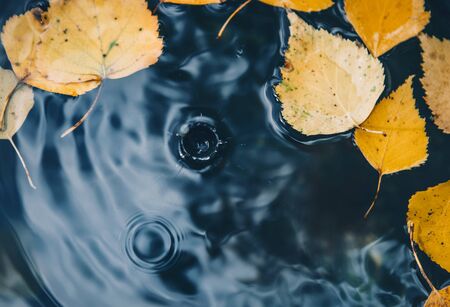 Big drop falling on puddle leaving a radial circles on surface with fallen yellow leaves on water.の写真素材