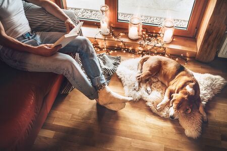 Man reading book on the cozy couch near slipping his beagle dog on sheepskin in cozy home atmosphere. Peaceful moments of cozy home concept image.の写真素材