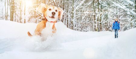 Active beagle dog running in deep snow. Winter walks with pets concept image.の写真素材