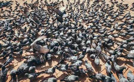 Huge pigeons flock feeding on the famous square in Kathmandu with Boudhanath Stupaの写真素材