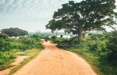Dirt dusty safari road view in national nature park Udawalawe, Sri Lanka.の写真素材