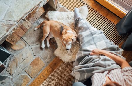 Beagle dog lying near on the natural sheepskin near the young female owner feet sitting in comfortable chair in country houseの写真素材