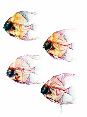 Fossil prehistoric deep ocean fishes school skeletons isolated on the whiteの写真素材