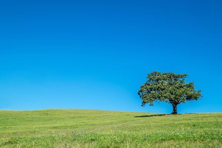 Green grass lawn with lonely young oak tree with blue cloudless sky horizonの写真素材