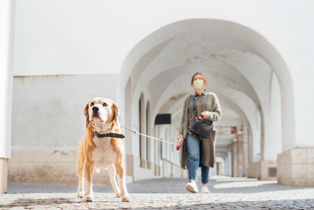 Young female fancy-dressed using a face mask as a coronavirus spreading prevention walking with her beagle dogの写真素材