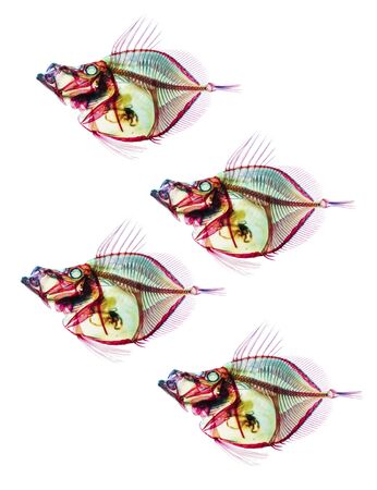 Fossil prehistoric deep ocean fishes school skeletons isolated on the white background. Science and Earth life evolution researching concept image.の写真素材