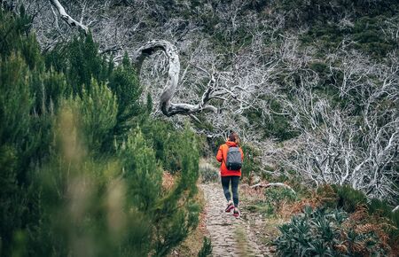 Young female backpacker enjoying white dry forest while trekking by famous mountain footpath from Pico do Arieiro to Pico Ruivo on the Portuguese Madeira island. Around  world traveling concept imageの写真素材