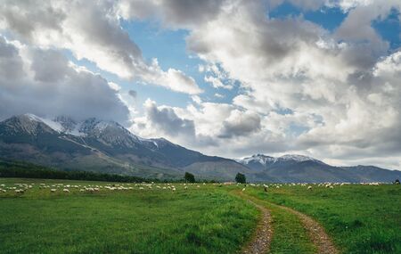 High Tatras (Vysoke Tatry) mountains landscape shot with the country road,grazing sheep herdsの写真素材