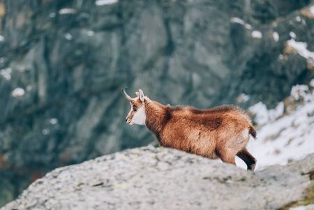 Tatra chamois or KamzÃ­k vrchovsky tatransky critically endangered (CR) in the early summer in High Tatras region in the Tatra National Park (TANAP), Slovakia.の写真素材