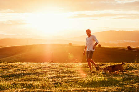 Middle-aged man dressed light white sweater and jeans shorts walking with his beagle dog during sunset evening time. They walking on the just mowing grass meadow. Pets as family members concept image.の写真素材