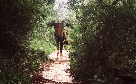 Indian local man carries the basket with tree leaves and branches to feed the own livestock in Manali settelmentのeditorial素材