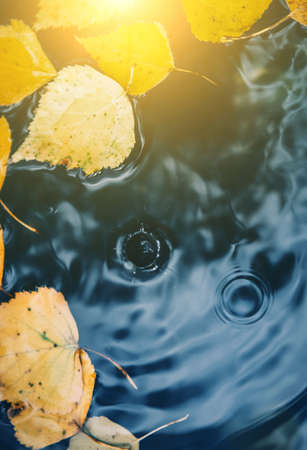 Big drops falling on puddle leaving a radial circles on the surface with fallen yellow leaves on the water with sunny flaresの写真素材