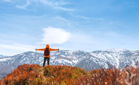 Dressed bright orange jacket backpacker walking by the touristic path using trekking poles in Mala Fatra mountain range,Slovakia. Red Blueberries fields covering the hills at spring time on foregroundの写真素材