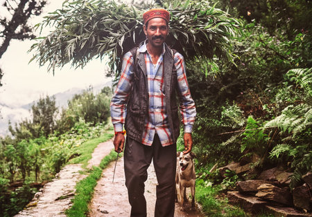 Manali, Himachal Pradesh, India - August 27, 2016: Indian local man carries the basket with tree leaves and branches to feed the own livestock in Manali settelmentのeditorial素材