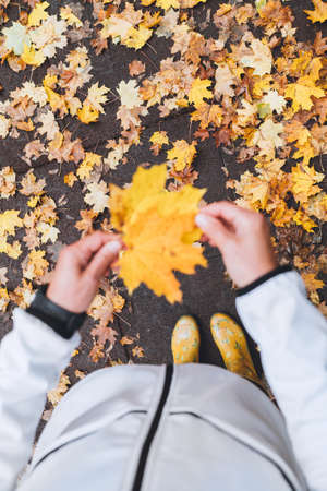 Women's palms holding a little bouquet of yellow maple leaves while she walking in an autumn city park. Beauty in nature concept image.の写真素材