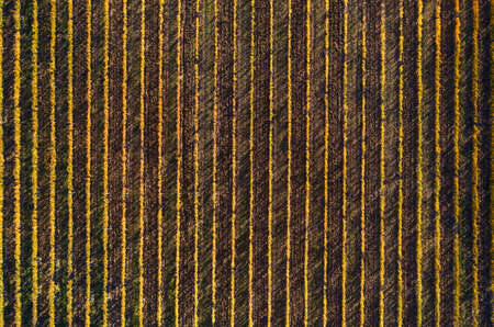 Top view to the straight yellow vineyard rows at the autumn sunny day after the harvesting completed. Italian Chianti region location. Viticulture, winegrowing or wine growing agriculture.の写真素材