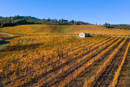 Flying above yellow color Vineyard rows shot at the cold autumn after the harvesting completed. Italian Chianti region location. Viticulture or wine-growing agriculture concept image.の写真素材