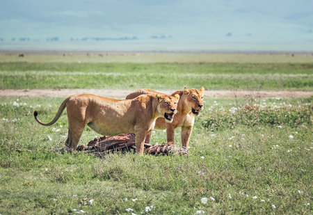 Two lionesses with a zebra-pray ate up a lot and pulling meat to lion cubs. Ngorongoro Crater Conservation Area, Tanzania. Naturally animals habitation in Africa.の写真素材