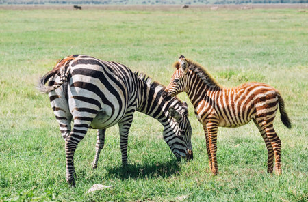 Adult Grant's Zebra standing with her foal in the Ngorongoro Crater Conservation Area, Tanzania, East Africa. Beauty in wild nature and traveling concept.の写真素材
