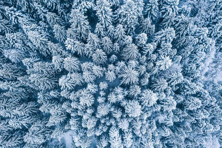 Aerial top view drone shot of the pine and spruce trees forest covered with snow in the Tatra...