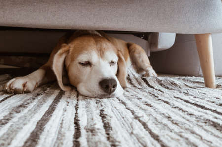 Cozy home interior image of a beagle dog lazy sleeping under the sofa in living room. Funny pets concept image.の写真素材