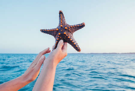 A Female's hands showing a starfish holding a live, large beautiful, and bright ocean inhabitant...