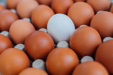 White Egg close up view in the eggs tray with a rows of brown color eggs. Personal individuality or leadership concept image.の写真素材