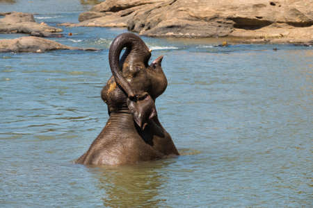 Young elephant calf bathing in a river water, taking a water in trunk and watering itself. Sri Lankan elephant is a subspecies of the Asian elephant. Whild animals in Pinnawala Elephant Orphanage.の写真素材