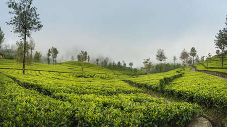 Scenic view of agriculture green tea farm plantation growing in Sri Lanka. Landscape photo of a tea plantation. Traveling and agriculture concept.の写真素材
