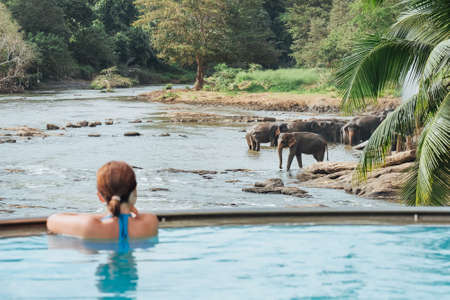 Woman relaxing in swimming pool and watching a Herd of Young elephants in river water hosing in Pinnawala Elephant Orphanage.の写真素材