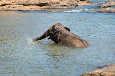Young elephant calf bathing in a river water, taking a water in trunk and watering itself. Sri Lankan elephant is a subspecies of the Asian elephant. Whild animals in Pinnawala Elephant Orphanage.の写真素材