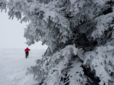 Lonely mountaineer dressed bright red softshell jacket going up the snowy hill between spruces trees.  Active people concept image on Velky Krivan, SLovakian Tatry.の写真素材
