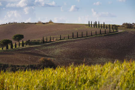 The alley of cypress trees between plowed agriculture fields meadows and fields shooted in the quiet early morning at Tuscany region, Italy. Wide-angle beautiful Agriturismo view shotの写真素材