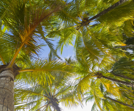 Under the coconut palms trees branches background. Lying human POV exotic vacation concept video.の写真素材