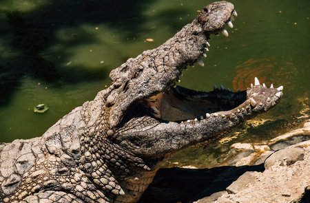Portrait of Nile crocodile open a huge jaw with big teeth drying a mouth after the good lunch. La...