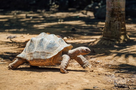 African spurred tortoise (Geochelone sulcata)の写真素材