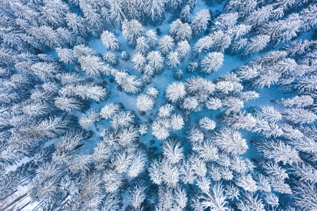 Aerial shot of fir trees covered in snow in Low Tatra mountains, Slovakia. Beauty in Nature winter...