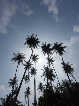 Exotic palm trees silhouettes litted with evening sun rays. Tropical countries vacation vertical concept image.の写真素材