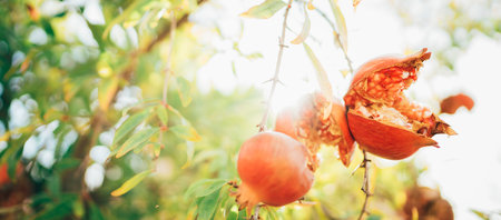 Bright sunny day shot of ripe cracked red Pomegranate hinging on the branch with a sunbeams background. Healthy eating and gardening concept.の写真素材