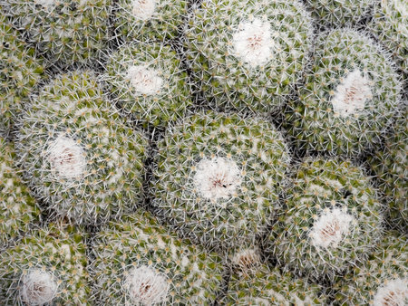 Cactus plant beautiful nature background. Nature and ecology concept image.の写真素材
