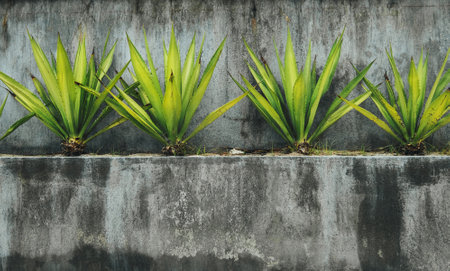 Grey concrete wall background with a bright green plants bushes. Gardening and ecology concept image.の写真素材