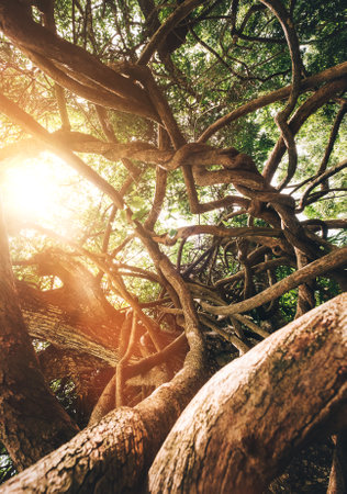 Curved tangled lianas and tree branches with a bright sunbeams backlight. Traveling inside Mauritius island. Exotic countries travel an beauty in Nature concept photo.の写真素材